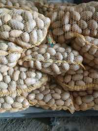 Ziemniaki jadalne kaliber 30-50 jak sadzeniak