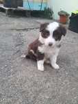 Border collie C/LOP/RI