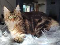 Maine Coon cudowna dziewczynka