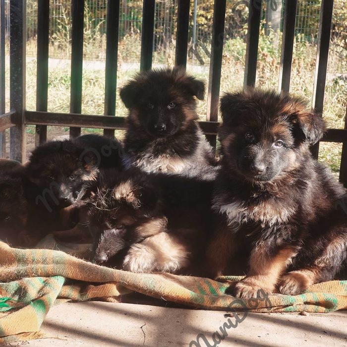Owczarek Niemiecki Długowłosy suka suczka szczeniak piesek RODOWÓD