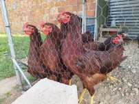 Frangos rhode island red