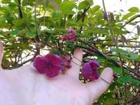Akebia Quinata - Trepadeira Chocolate