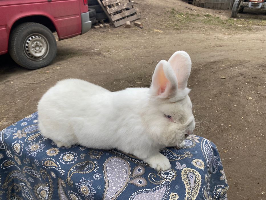 Wiedeński Biały Możliwość dobrania Pary Samiczki i Samczyki