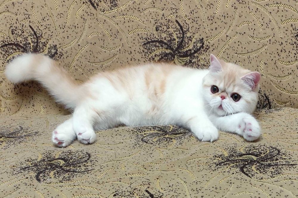 Сладкий экзотик Зефир