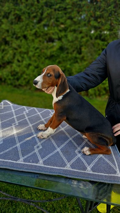 Suczka Gończy Serbski Trójkolorowy Posokowiec bawarski Gończy Polski
