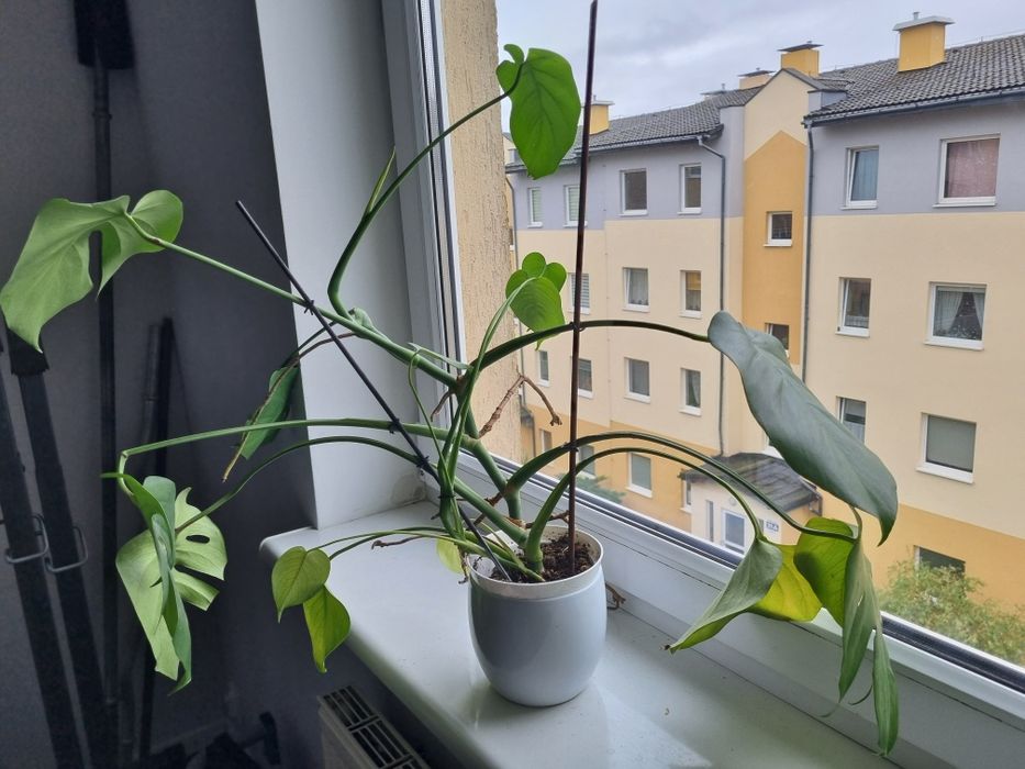 Monstera - kwiat