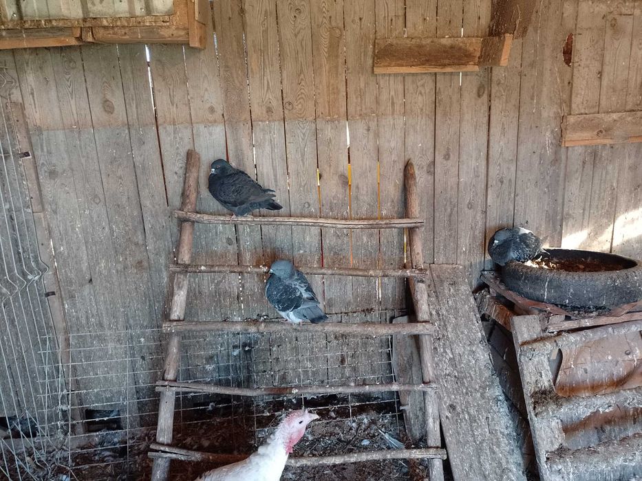 Sprzedam gołębie Kingi