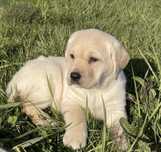 Labrador biszkoptowy suczka