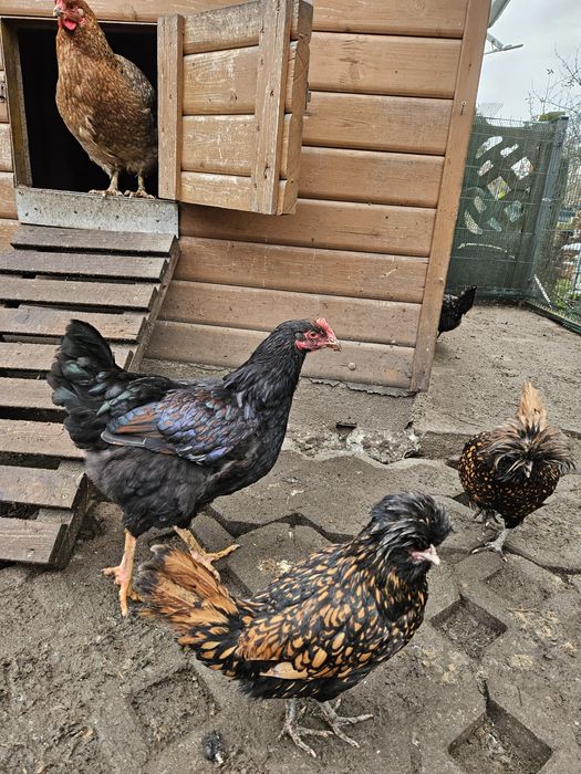 Kury-kogty rasy Wyandotte