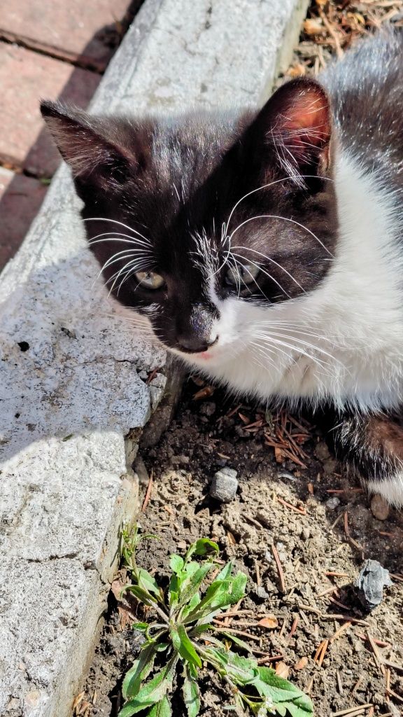 Котятя добрим людям.