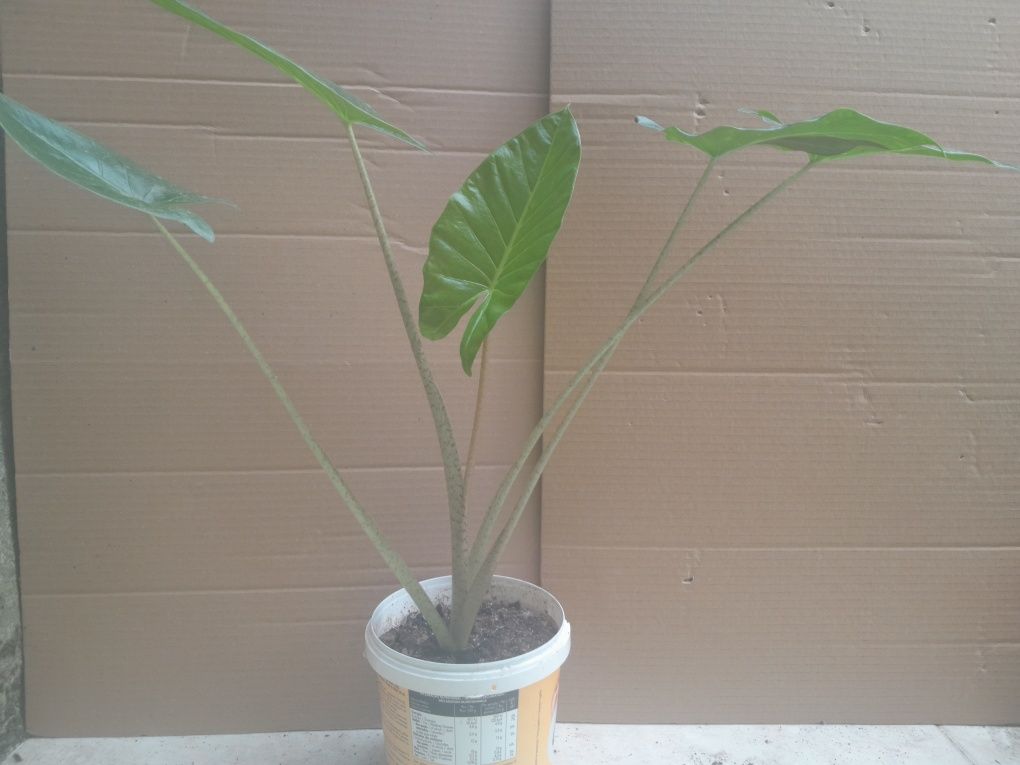 Planta Alocasia .
