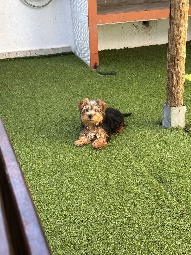 Yorkshire Terrier Macho