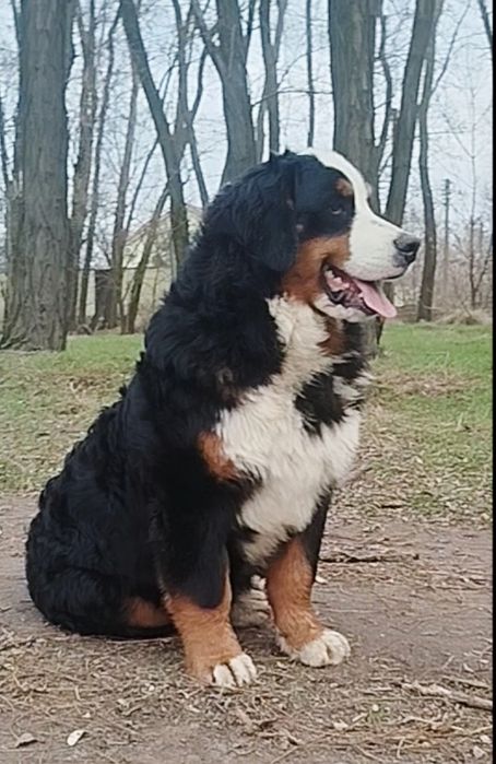 GOLDAWARD PRESTIGE. Мальчик с документами КСУ.