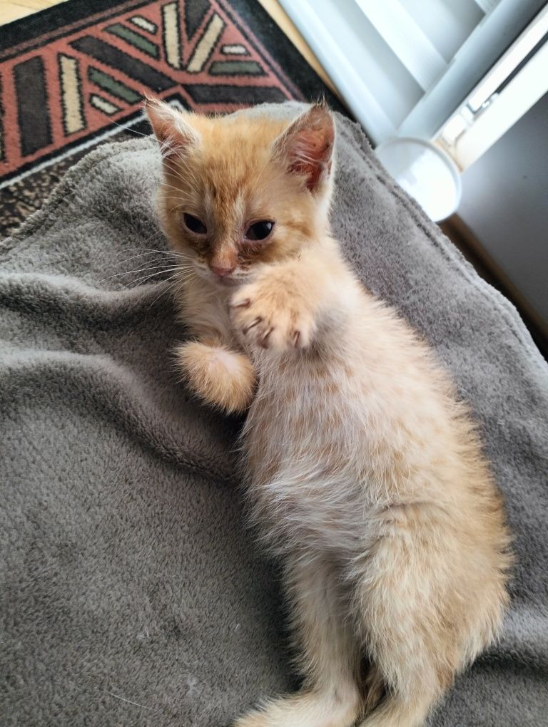 Kotek do adopcji za darmo