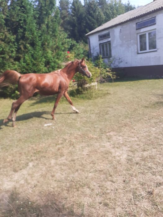 Ogier czysta krew arabska