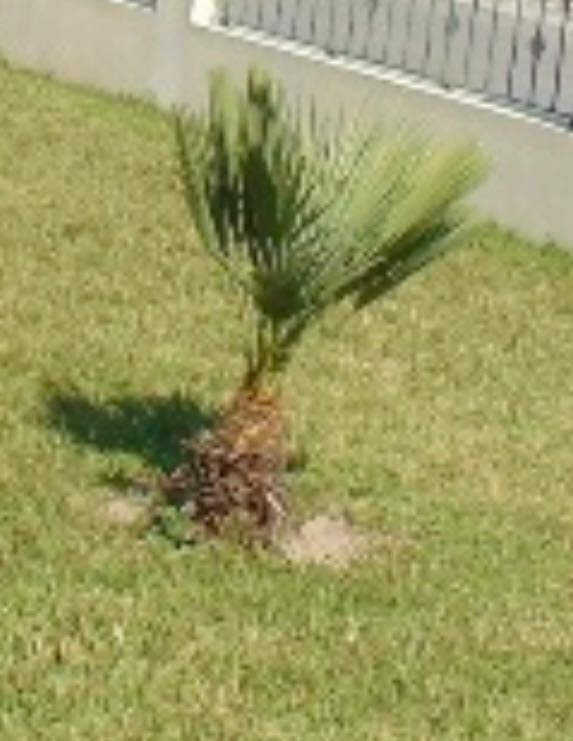 Palmeira de leque com 8anos