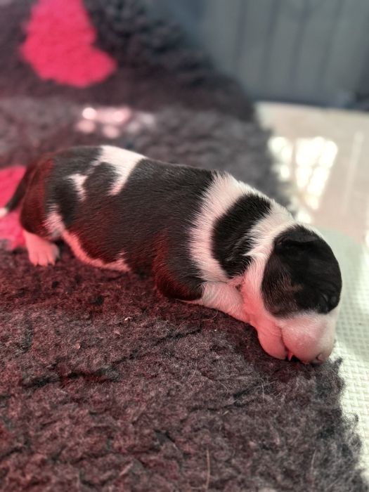 Bulterier miniaturowy ZKWP Tricolor