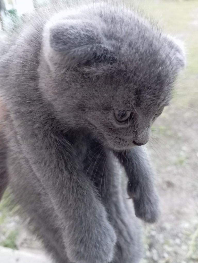 Кошенята безкоштовно