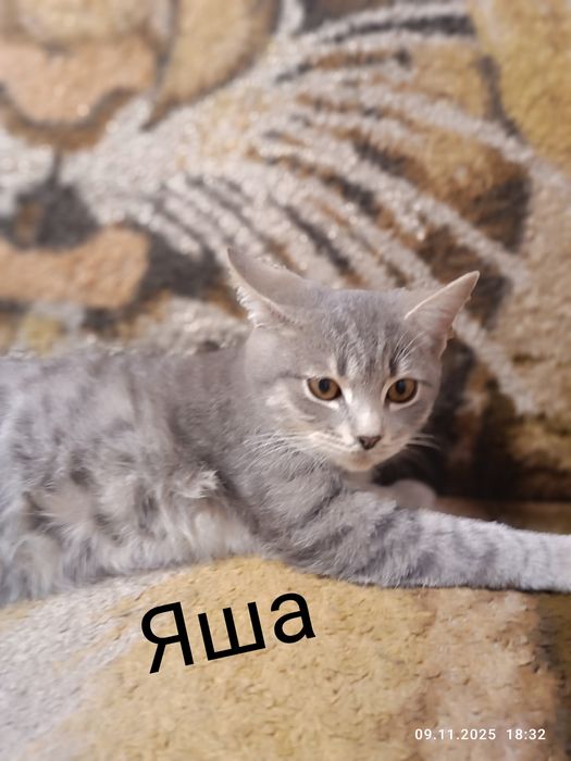 отдам котят в хорошие руки