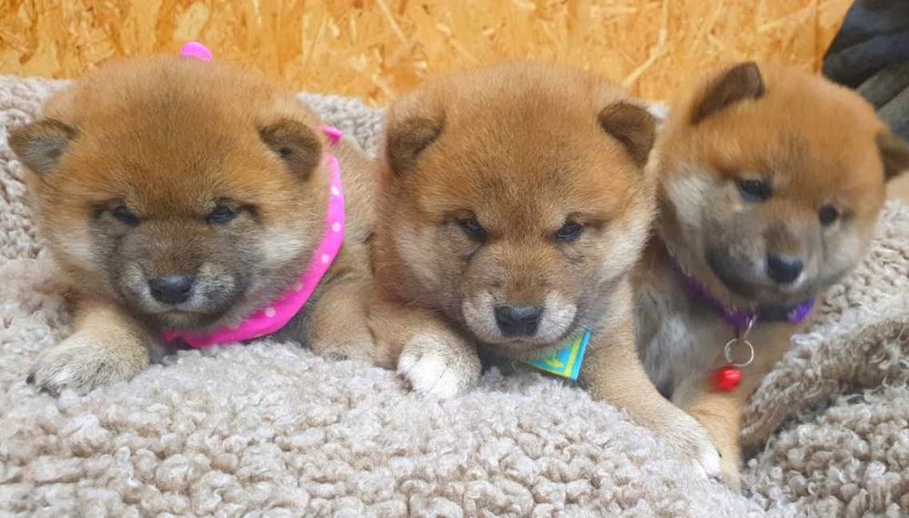 Shiba inu szczeniaczek