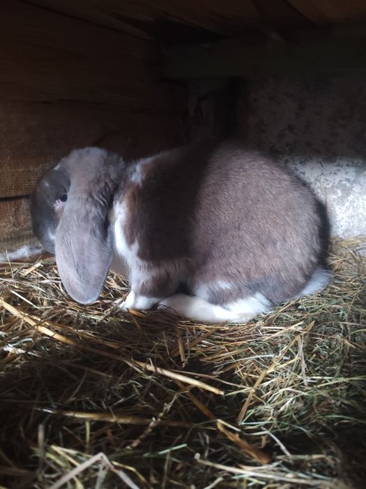 Samiec barana francuskiego