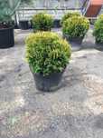 Thuja occidentalis (danica)
