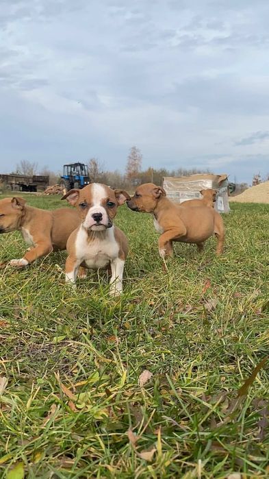 Продам стафоширських терєрів