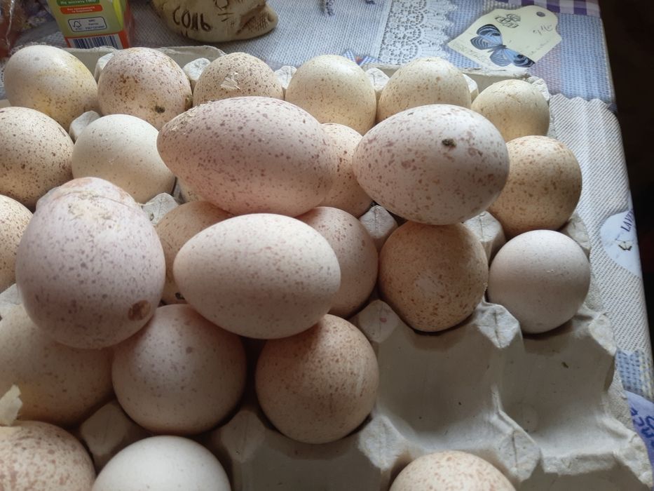 Інкубаційне яйце індика