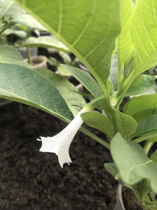 Iochroma wieksza o kwiatach bialych