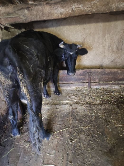 Корівка після третього отелу,тільна п'ятий місяць