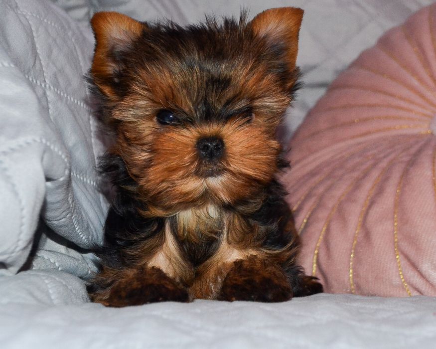 Yorkshire Terrier piesek szczenię malutki ZHPR
