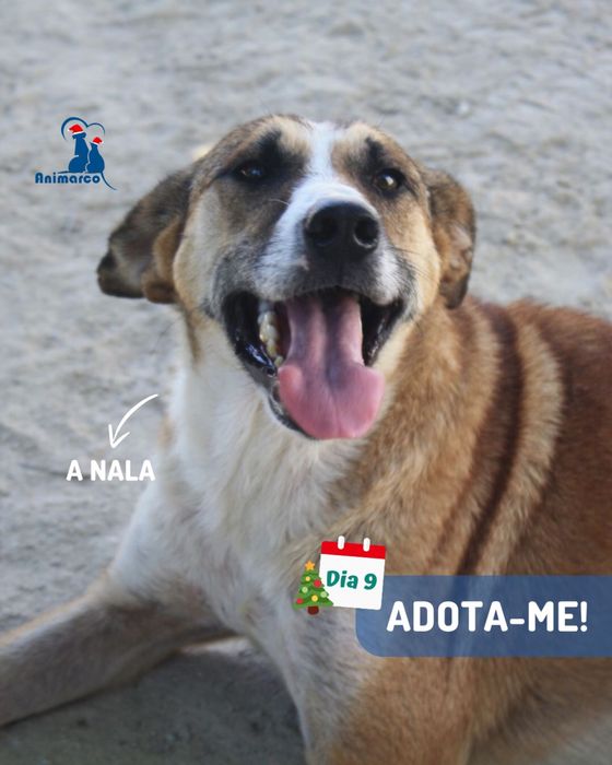 Nala cadela jovem para adoção