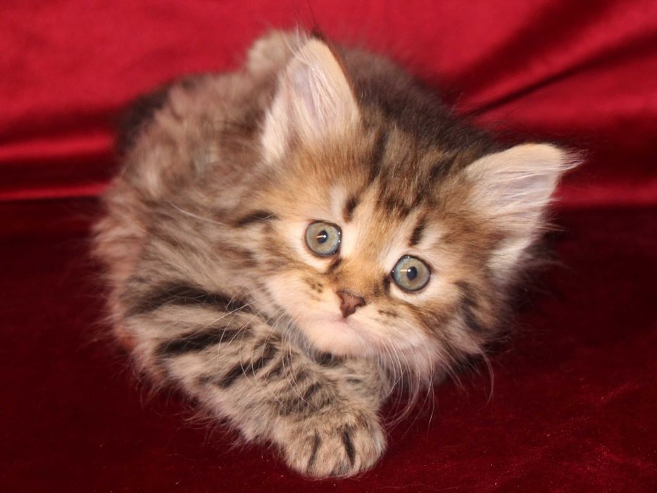 Crystal koteczka syberyjska z rodowodem FPL, legalna hodowla 18 lat