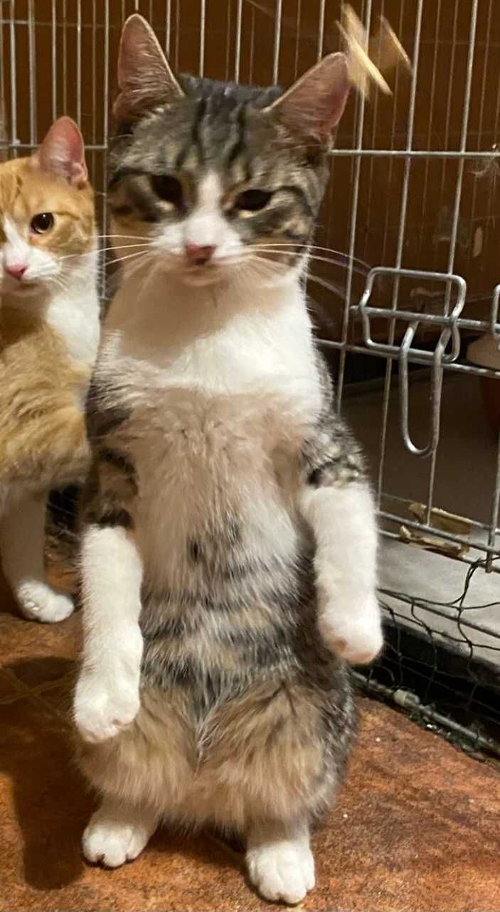 Kolorowy kocurek do adopcji