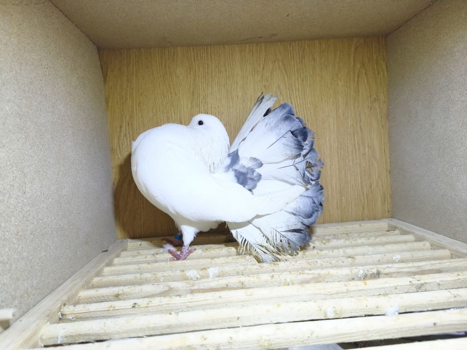 Gołębie pawiki lustrzane para