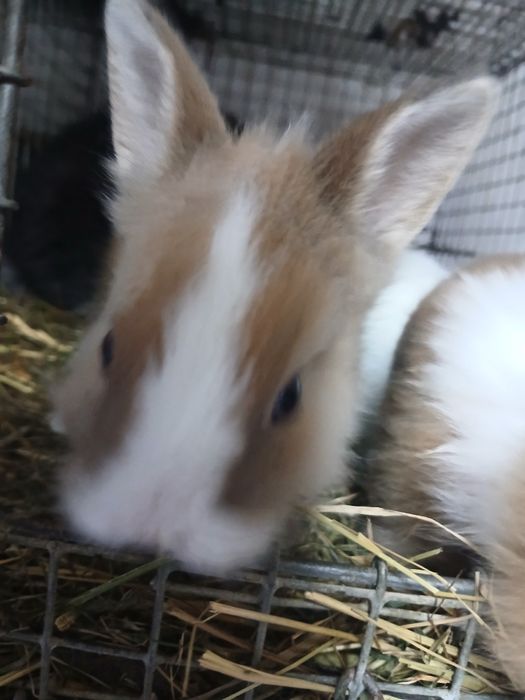 Sprzedam kroliki miniatury