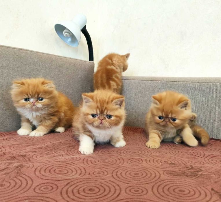 Персидские котята экзоты