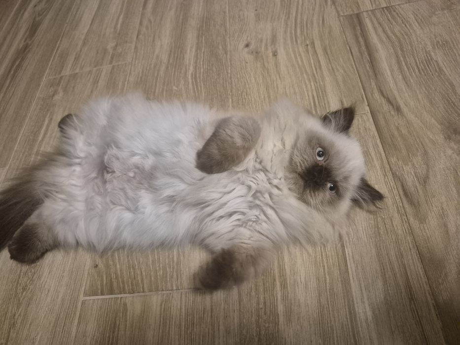 Kot brytyjski kotka  point czekoladowy długowłosy