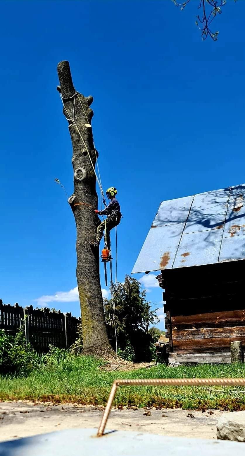 Alpinistyczna Wycinka Drzew