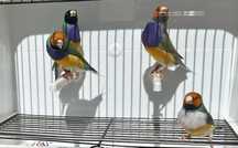 Diamantes de Gould