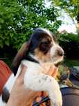 Szczeniak Grand Basset GRIFFON VENDEEN FCI