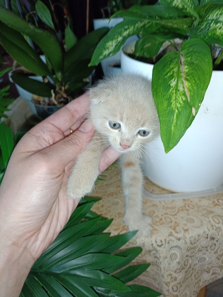 Кошеня висловухі безкоштовно