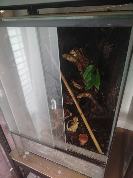 Gekon orzęsiony wraz z terrarium