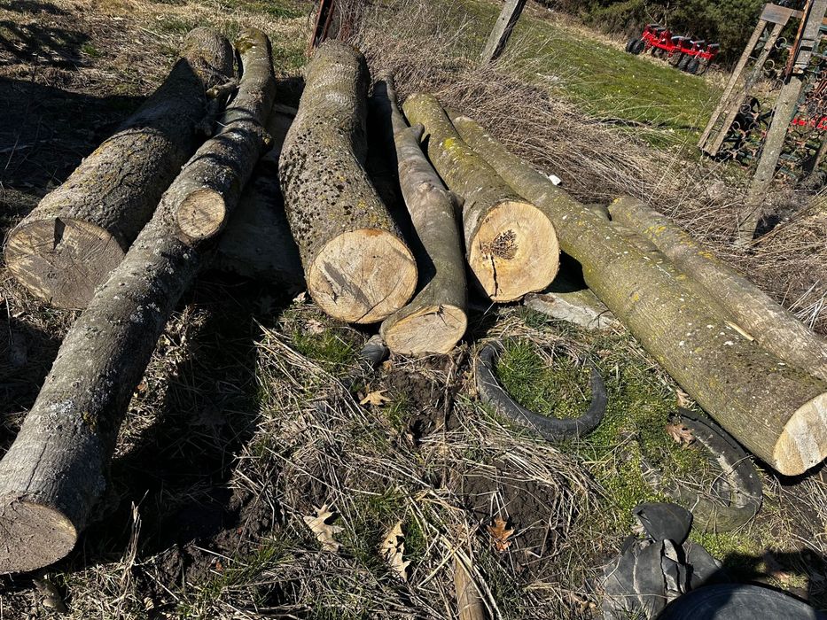 Drewno, opał, deski Jesion kłody do wykorzystania
