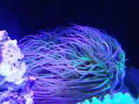 Anemonia virdis akwarium morskie