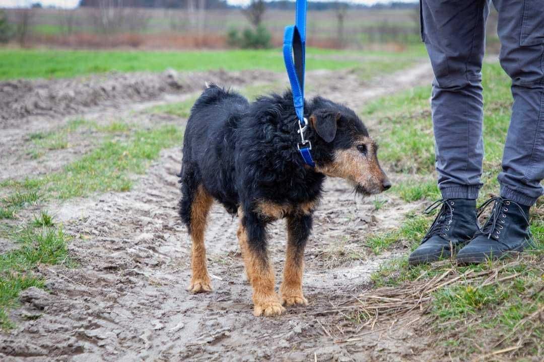 Czy starszy piesek paszczak znajdzie w końcu dom?