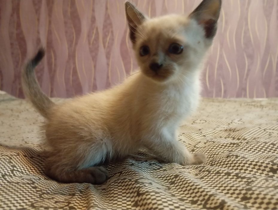 Продам тайских котят очень игривые и нежные