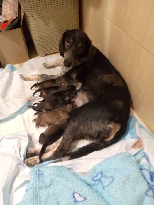 Цуцики Охотничого Спаніеля