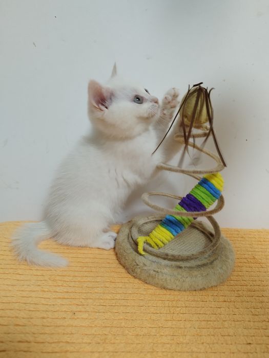 Gatinho para venda