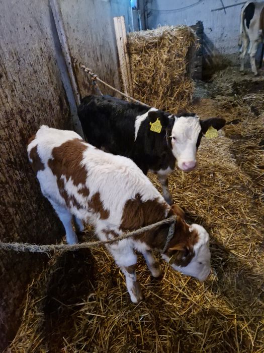 W ciągłej sprzedaży cielaki